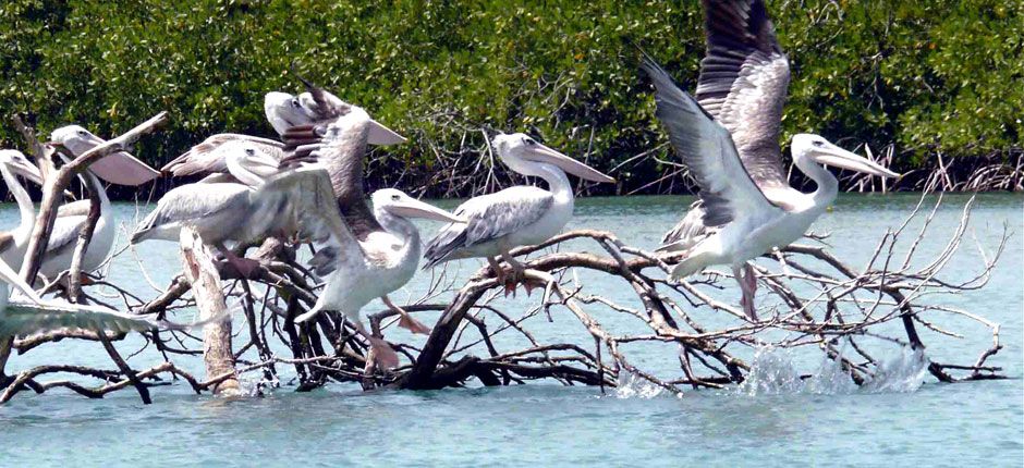 Natural Beauty (Bijagos Archipelago, Guinea-Bissau), Photo by Gill Harvey ©