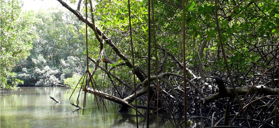 Natural Beauty (Bijagos Archipelago, Guinea-Bissau), Photo by Gill Harvey ©